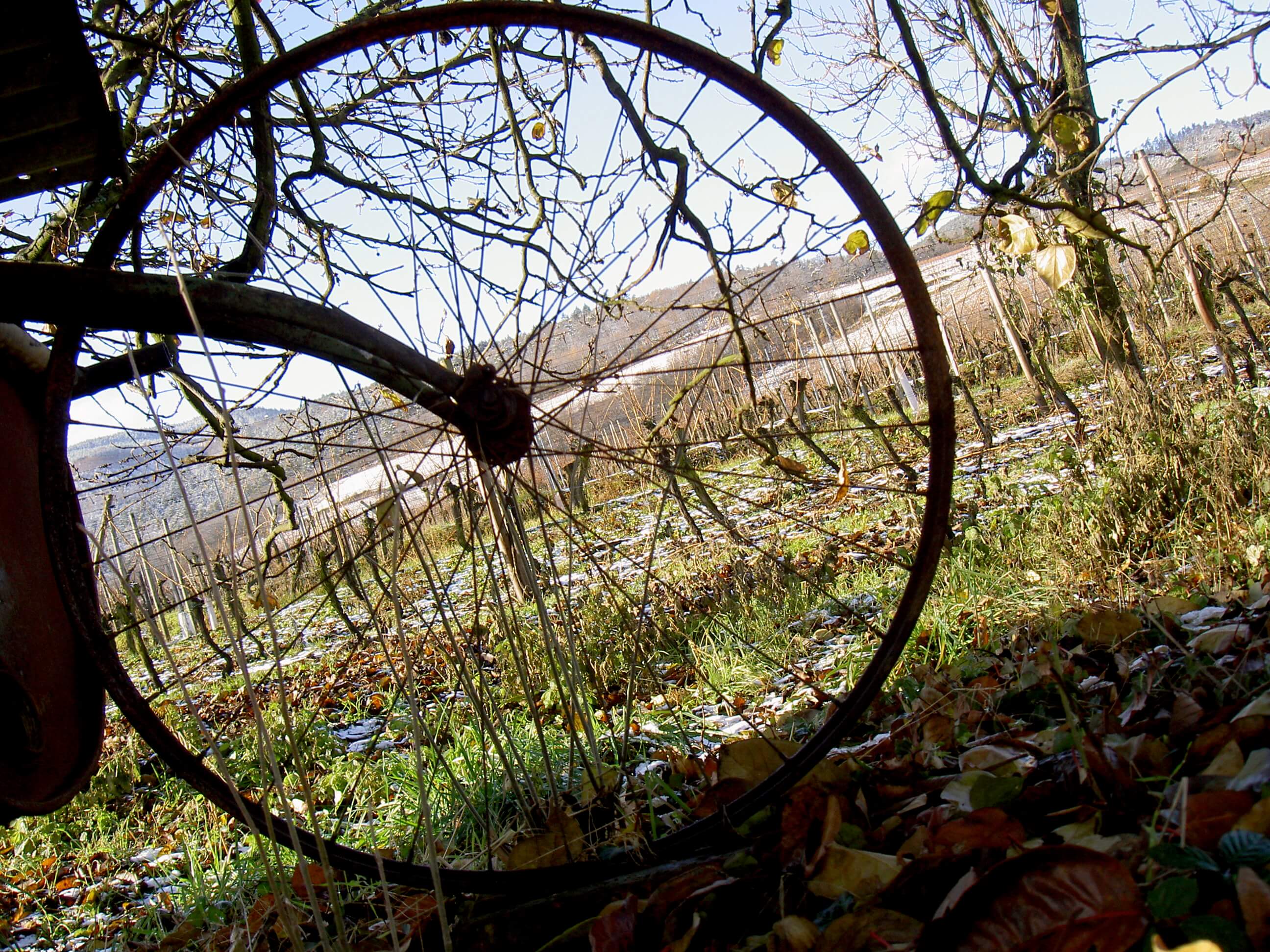 vignes-dambach-la-ville